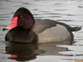 Rosy-billed Pochard x Common Pochard hybrid